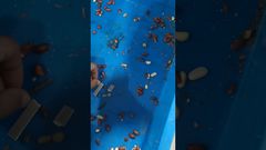 فناوری یونیکامپ - آزمایش اشعه ایکس مواد غذایی - بادام زمینی